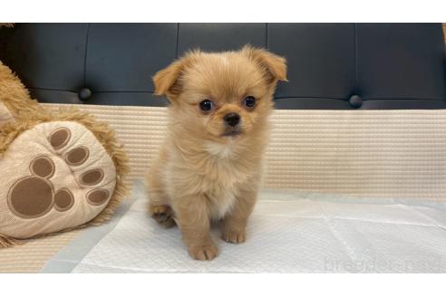 販売中の兵庫県のポメチワ:ポメラニアン×チワワ-391726の6枚目